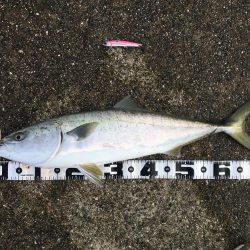 ポーアイ沖爆釣